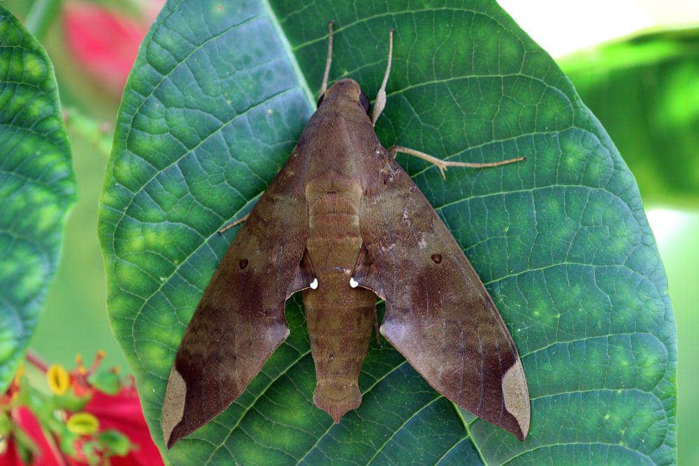 Sphinx moth (commons.m.wikimedia.org/Charles J. Sharp)