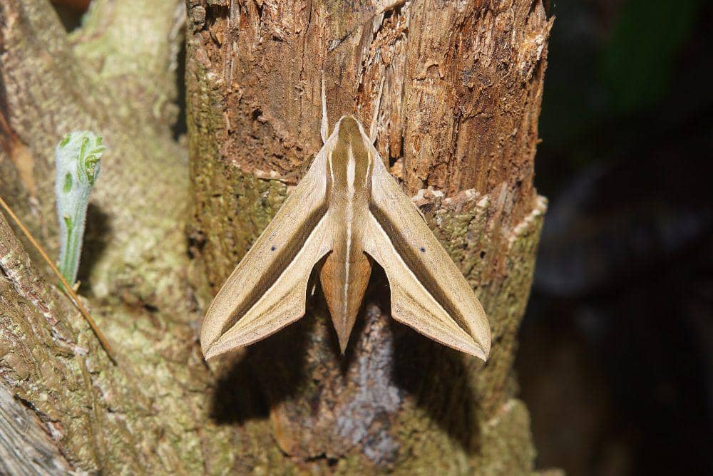Sphinx moth (commons.m.wikimedia.org/Vengolis)