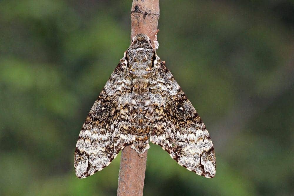 Sphinx moth (commons.m.wikimedia.org/Charles J. Sharp)