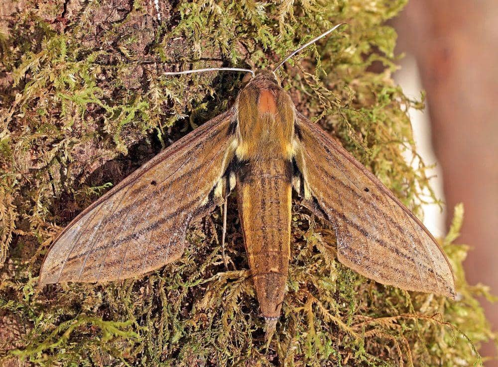 Sphinx moth (commons.m.wikimedia.org/Charles J. Sharp)