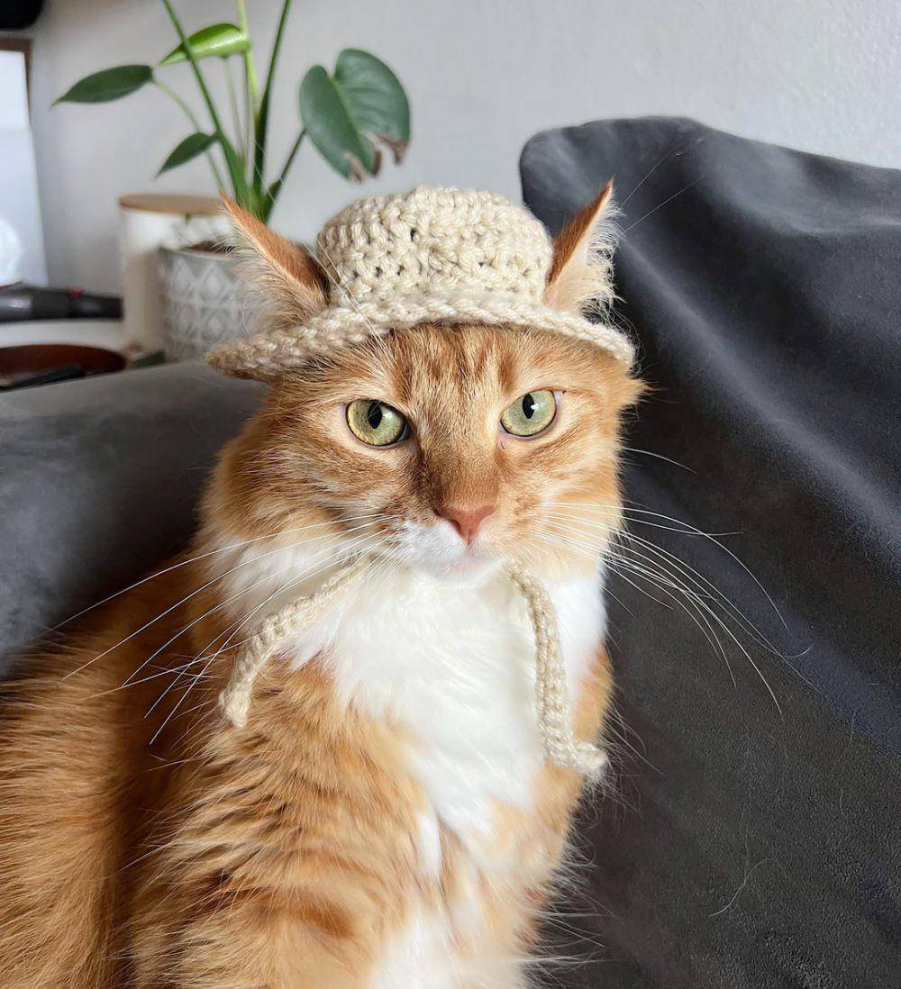 potret karya rajutan tangan untuk kucing (reddit.com/user/vitaminwolf)