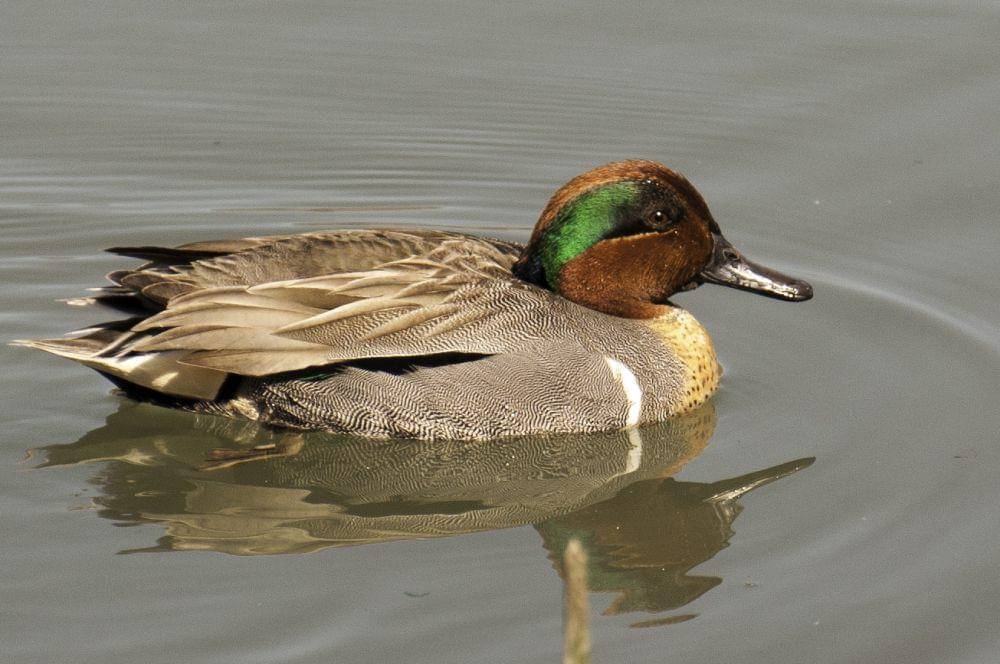ilustrasi green-winged teal (commons.wikimedia.org/Becky Matsubara)