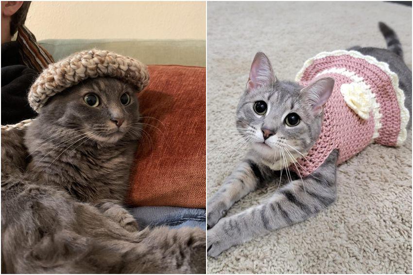8 Karya Rajutan Tangan untuk Kucing, Ada Topi hingga Gaun