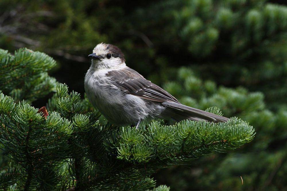 ilustrasi Canada jay (commons.wikimedia.org/Walter Siegmund)