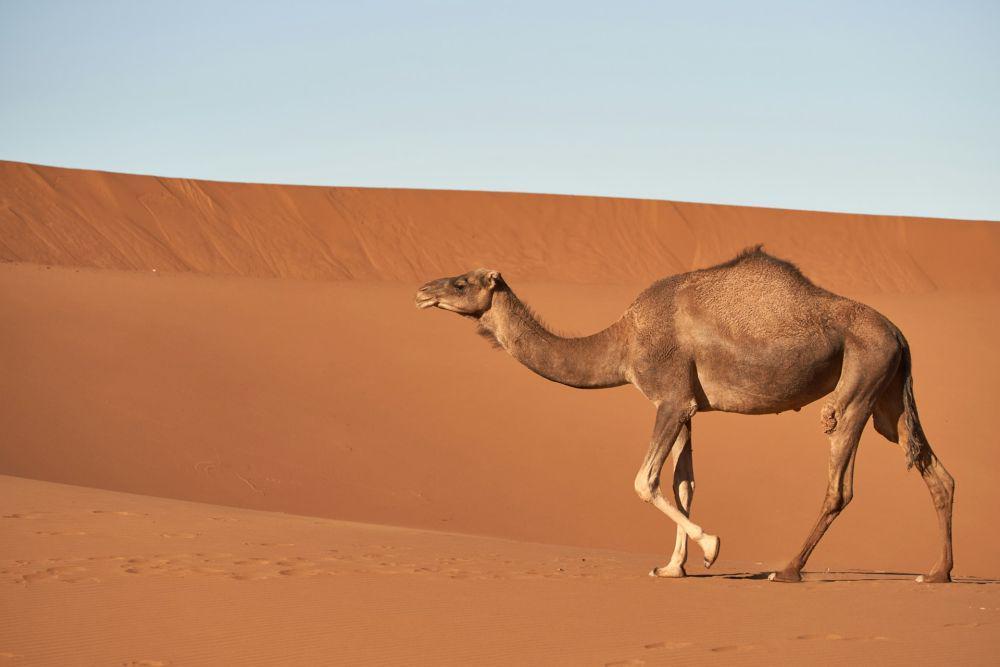 6 Herbivora yang Hidup di Gurun Sahara, Tahan Cuaca Panas!