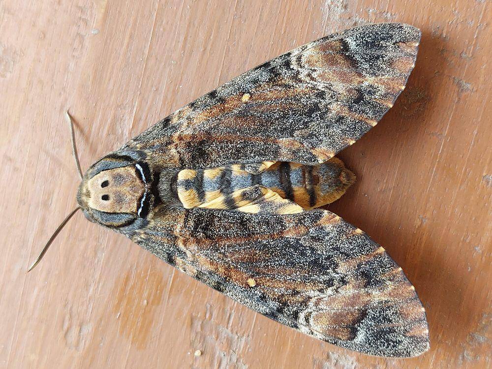 Death's-head hawk moth (commons.m.wikimedia.org/Barakat2011)
