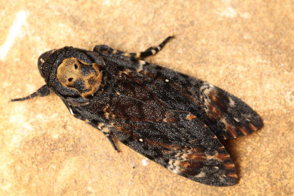 Death's-head hawk moth (commons.m.wikimedia.org/Alastair Rae)