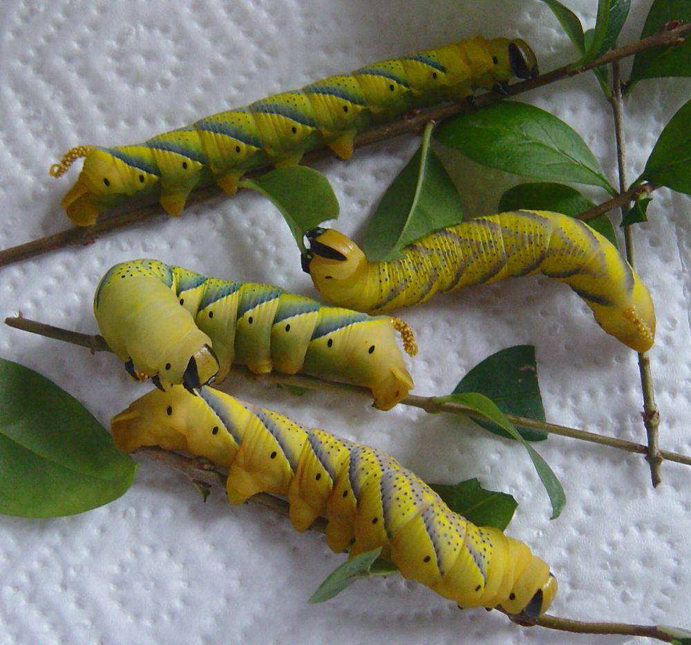 Death's-head hawk moth (commons.m.wikimedia.org/Unknown)