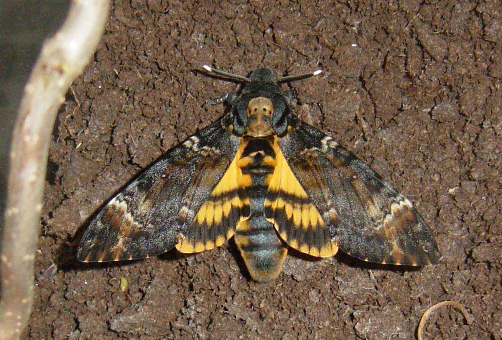 Death's-head hawk moth (commons.m.wikimedia.org/j9dw)