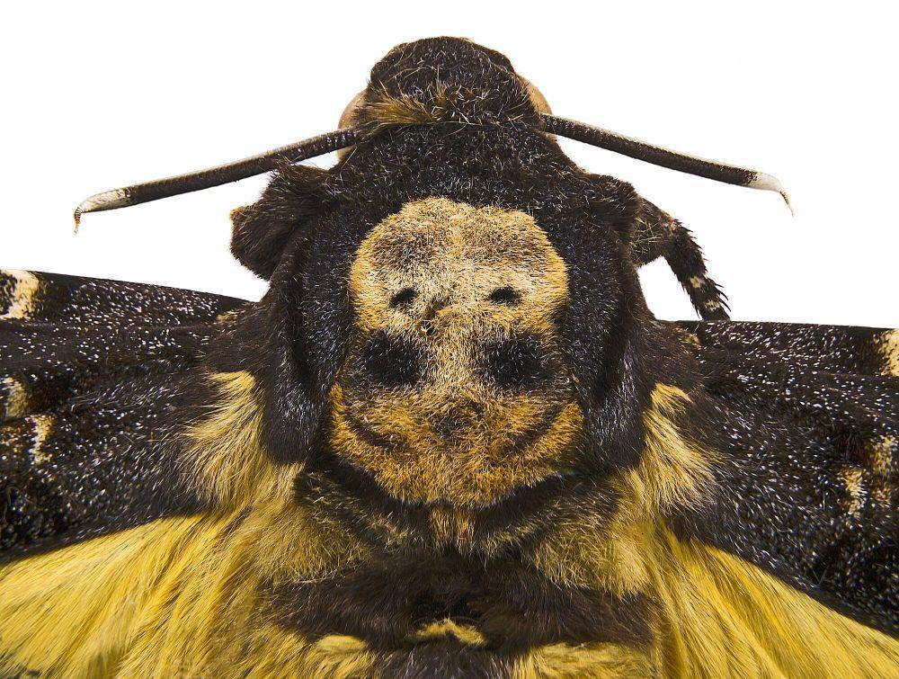 Death's-head hawk moth (commons.m.wikimedia.org/Didier Descouens)