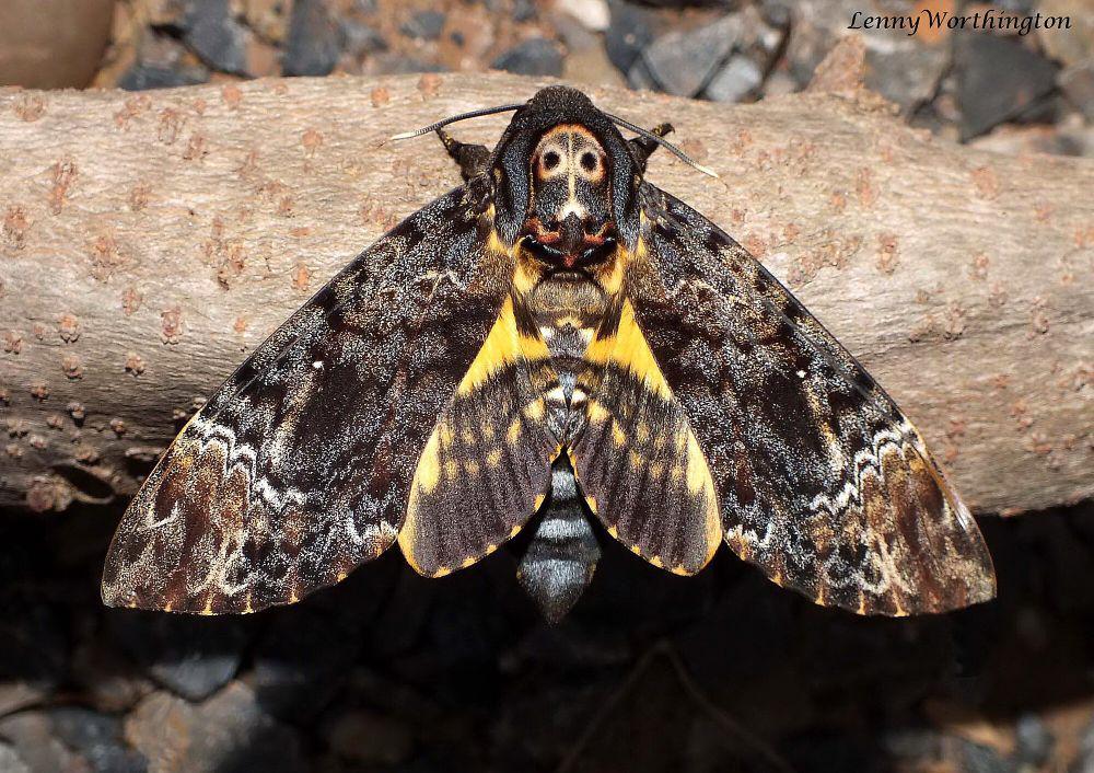 6 Fakta Death's-head Hawk Moth, Kerap Disebut dalam Karya Literatur