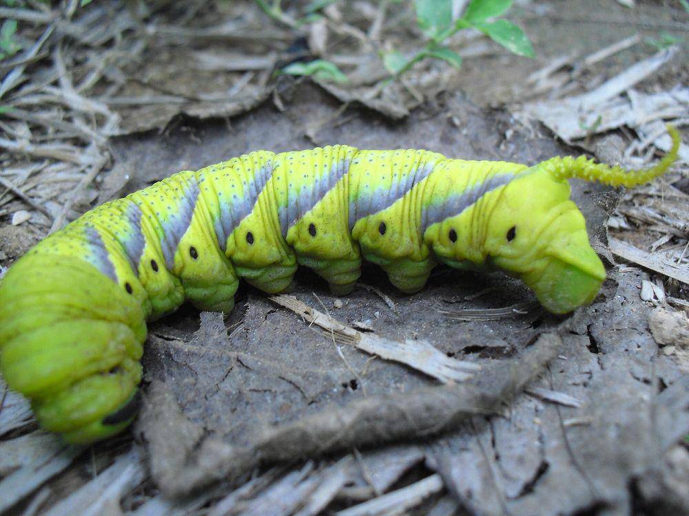 Death's-head hawk moth (commons.m.wikimedia.org/Irshadpp)