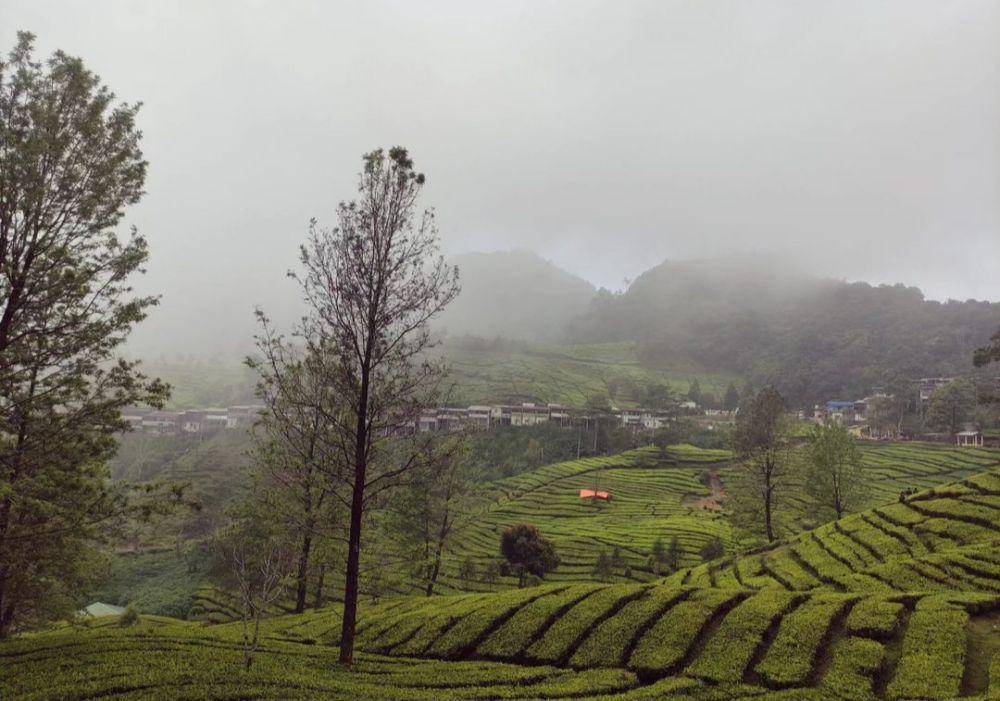Agrowisata Gunung Mas (instagram.com/s_ama_lia)