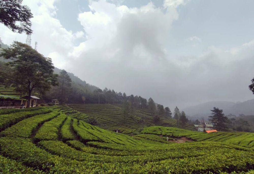 Agrowisata Gunung Mas (instagram.com/s_ama_lia)
