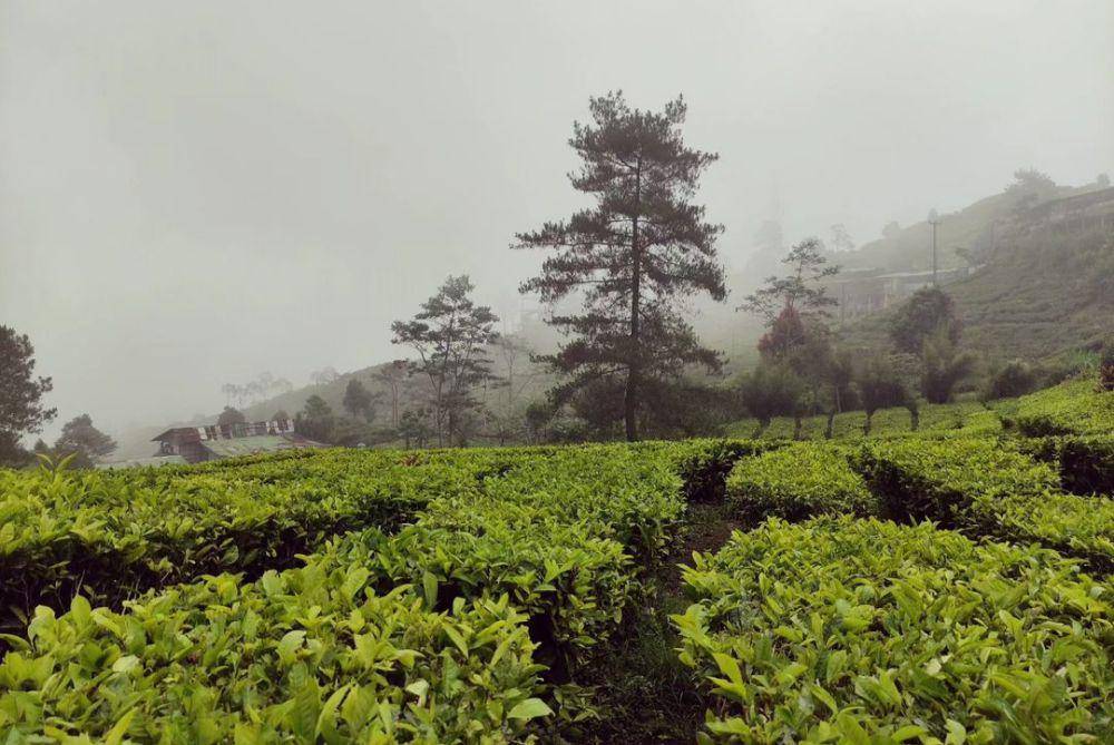 Agrowisata Gunung Mas (instagram.com/s_ama_lia)