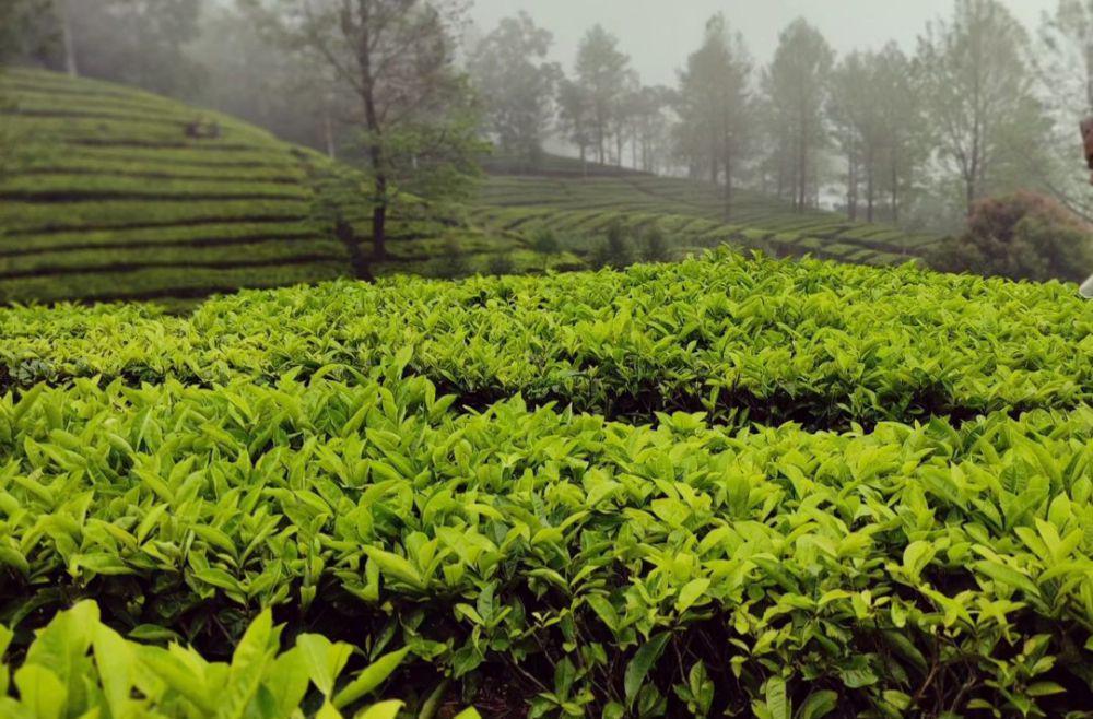 Agrowisata Gunung Mas: Lokasi, Aktivitas, dan Tips Berkunjung