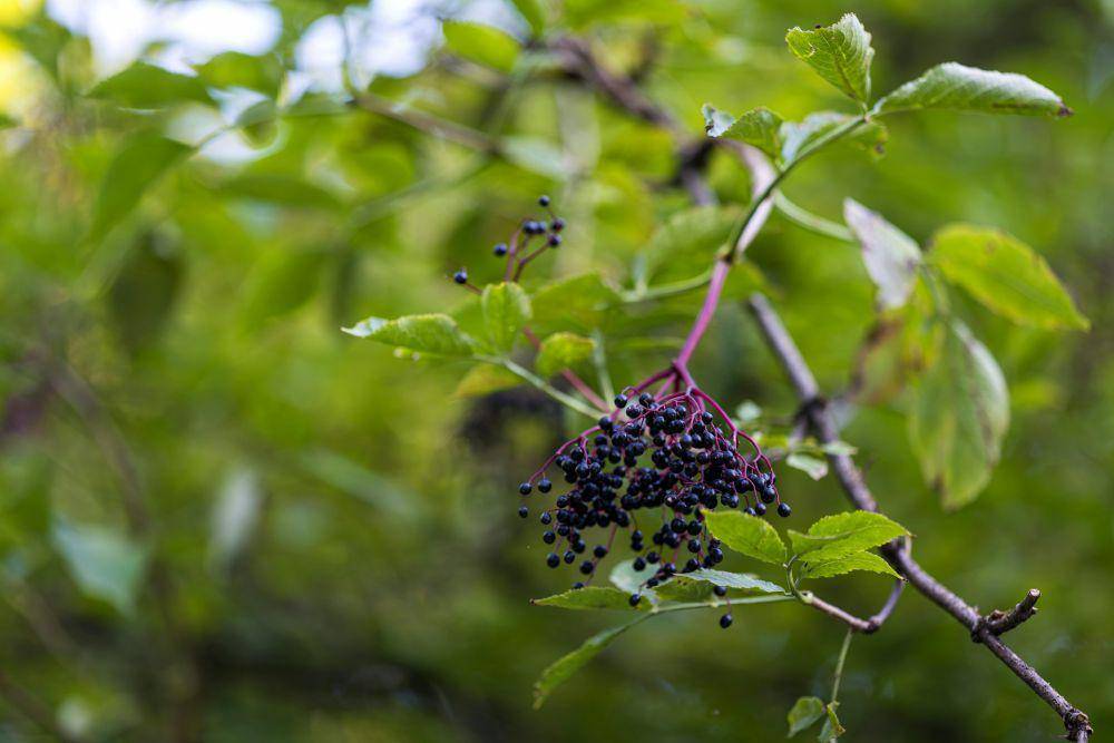 ilustrasi Bob Gordon American elderberry (unsplash.com/Dieter K)