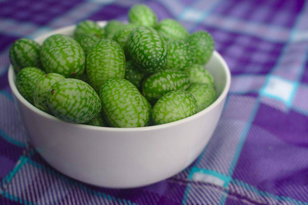 Mexican sour gherkin cucumber (pixabay.com/Corey Ryan Hanson)