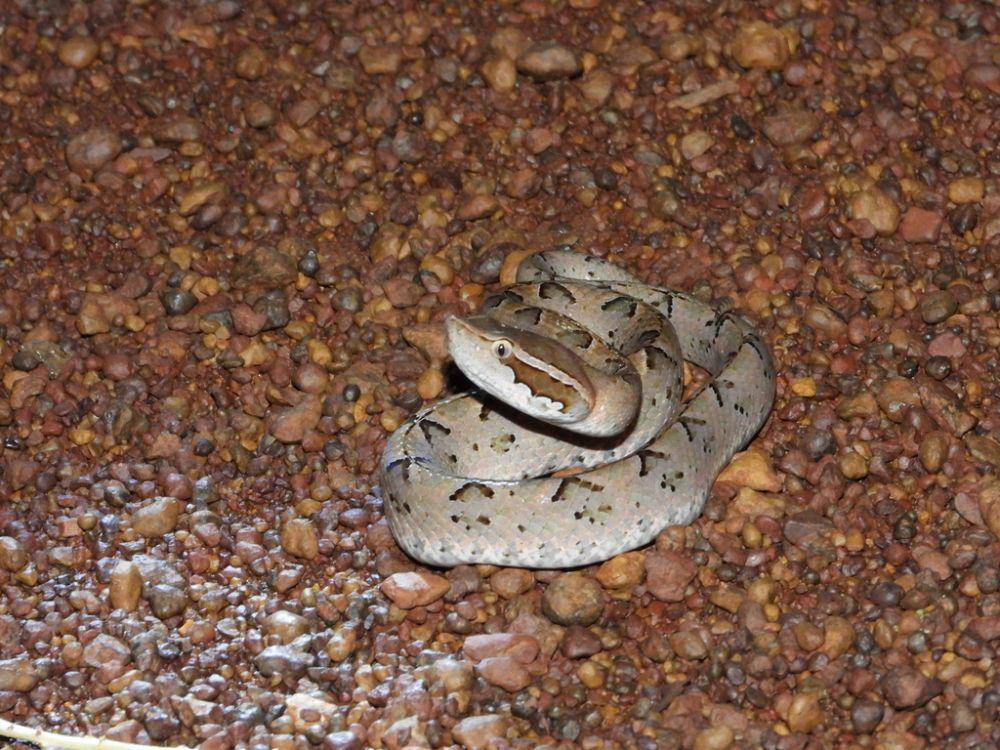 Ular gibug (inaturalist.org/siriwatdangsri)