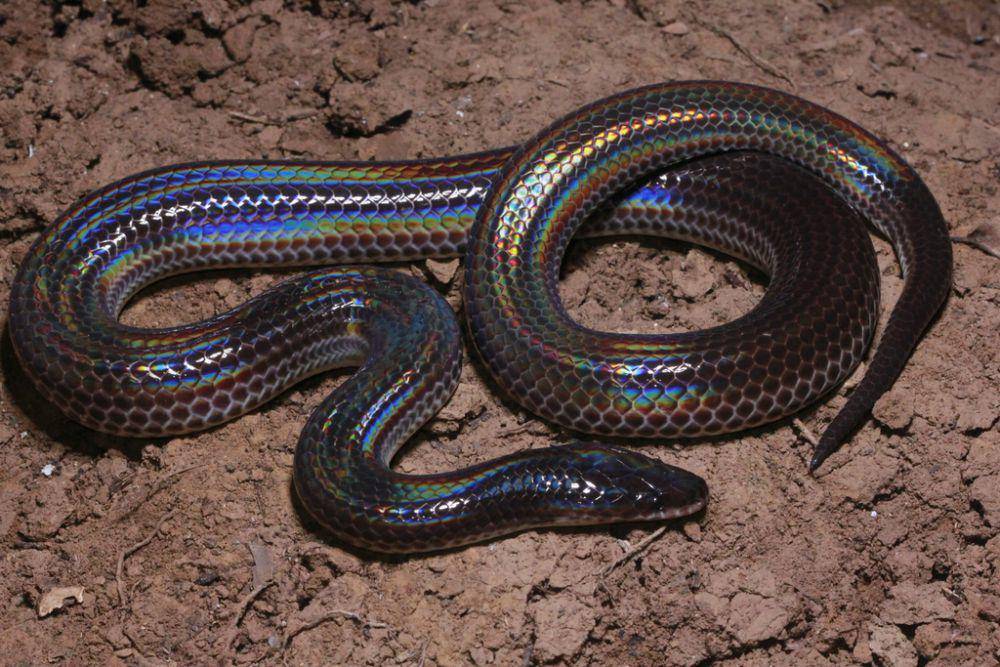 Ular pelangi (inaturalist.org/parinyaherp)