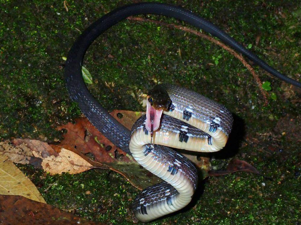 Ular sowo kopi (inaturalist.org/albertkang)