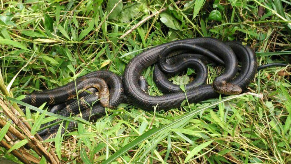 King cobra (inaturalist.org/tommyswift)