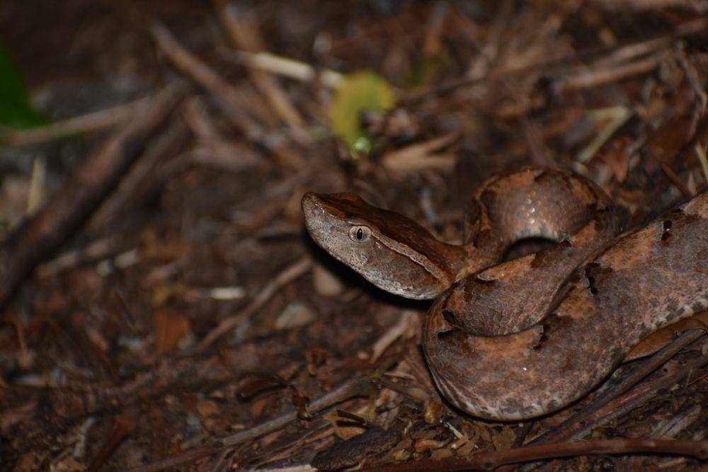 Ular gibug (inaturalist.org/dingerdynasty)