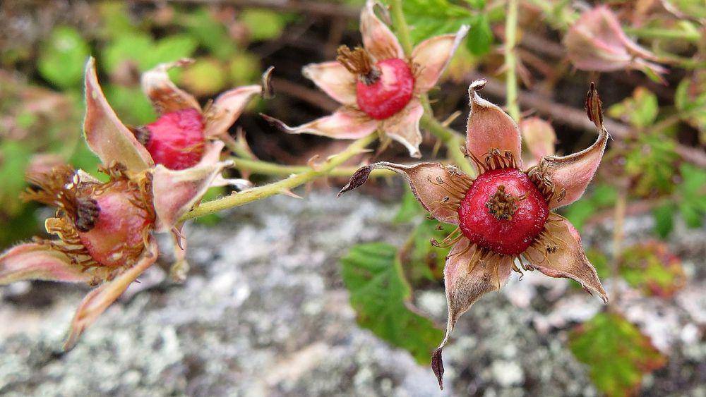pink flowered native raspberry ( (commons.wikimedia.org/John Tann)