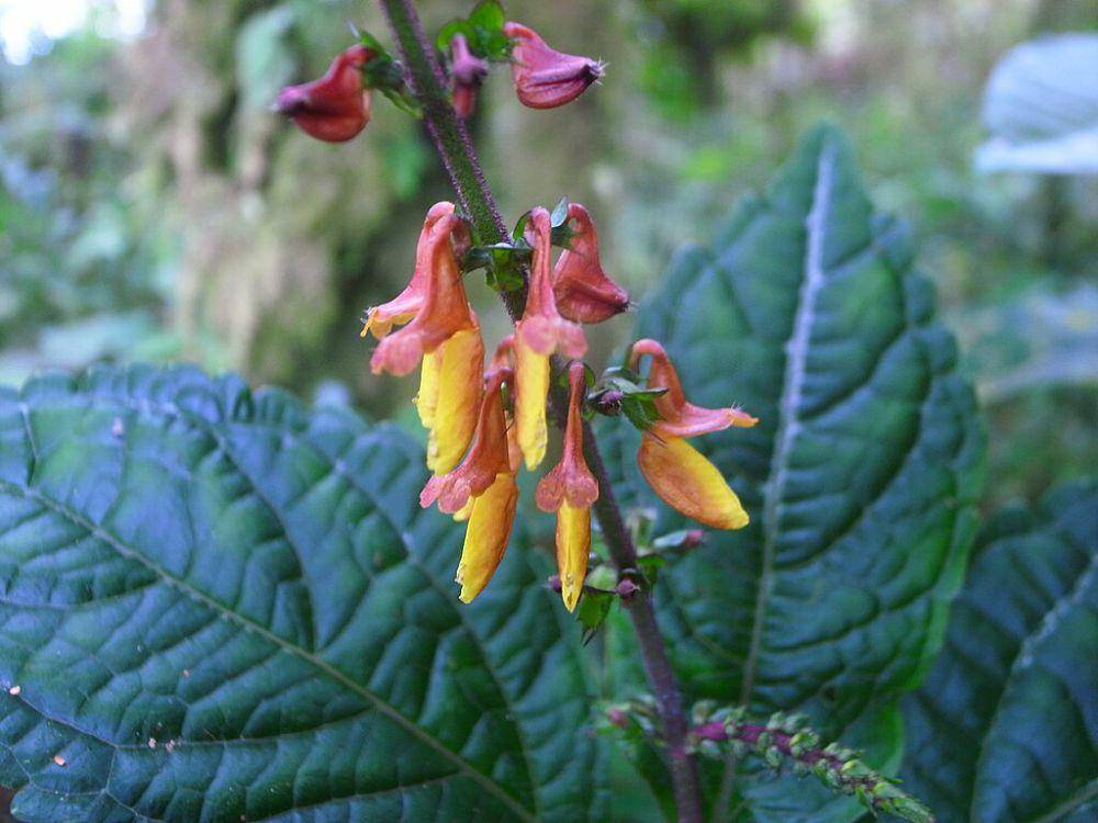 Coleus (commons.wikimedia.org/Denis Barthel)