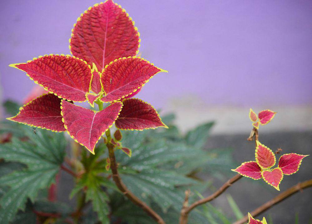 Coleus (commons.wikimedia.org/Rumi Borah)