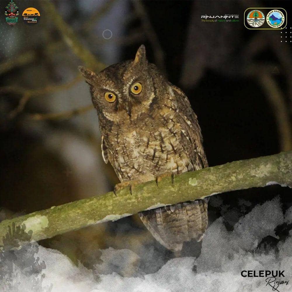 Burung Celepuk Rinjani. (dok. TNGR)