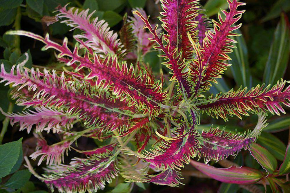 Coleus (commons.wikimedia.org/John Robert McPherson)