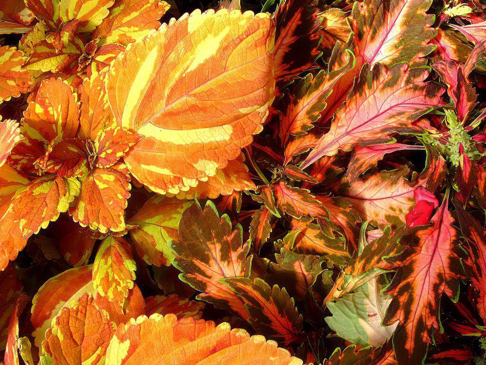 Coleus (commons.wikimedia.org/ImagePerson)