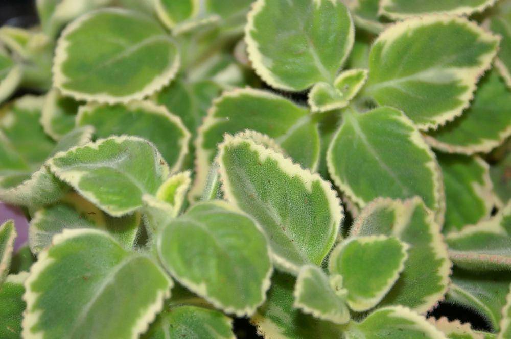 Coleus (commons.wikimedia.org/ David J. Stang)
