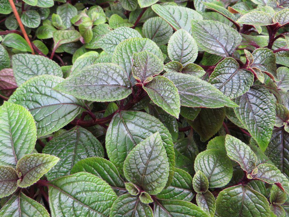 Coleus (commons.wikimedia.org/AfroBrazilian)
