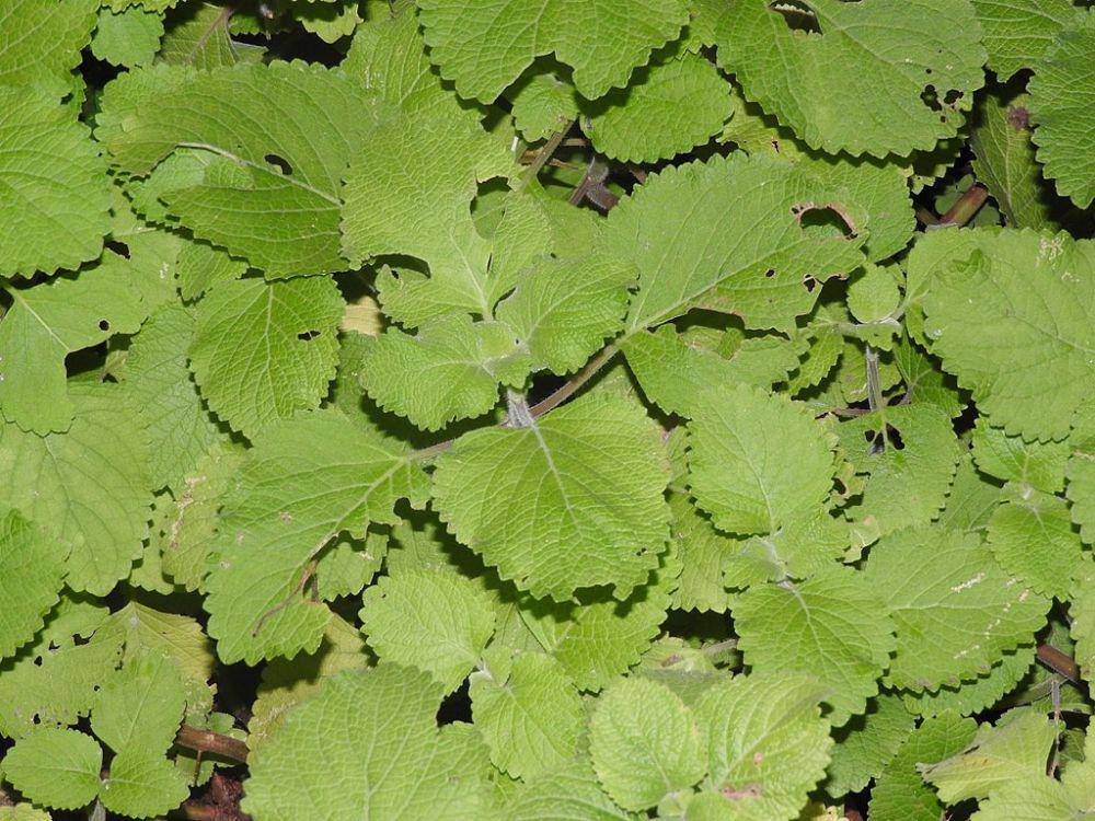 Coleus (commons.wikimedia.org/Yercaud-elango)