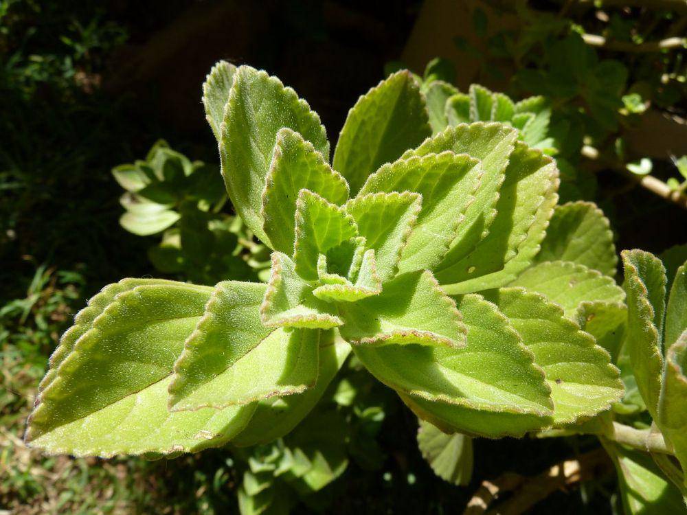 Coleus (commons.wikimedia.org/JMK)