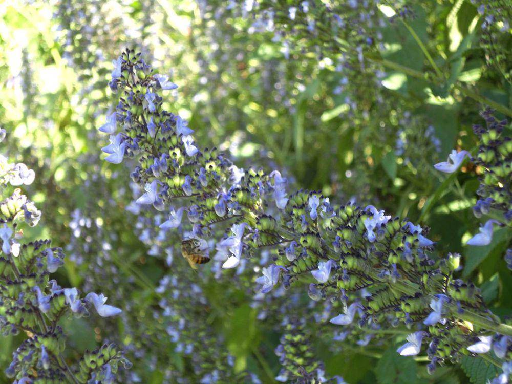 Coleus (commons.wikimedia.org/JMK)