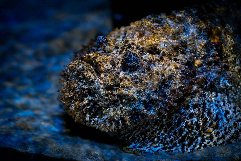 Ikan Batu (Pexels.com/MarcDerndorff)