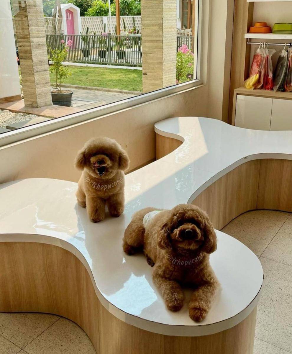 Instagram/ipetshopncare