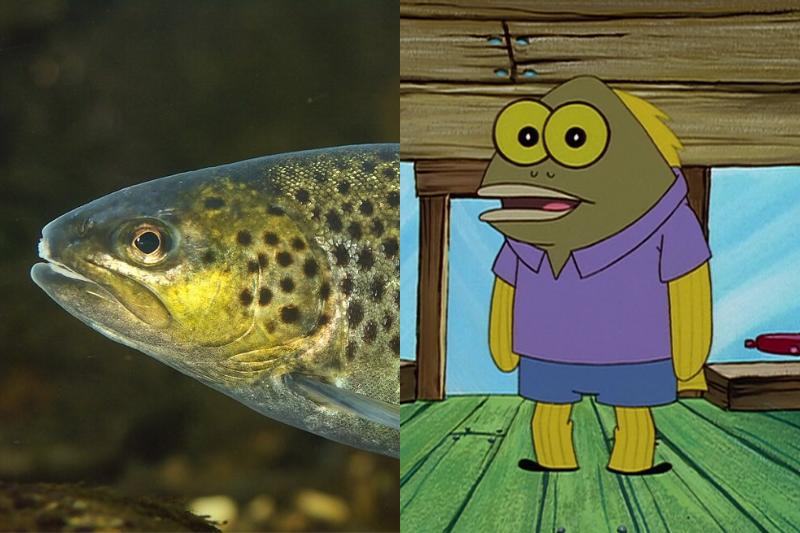7 Fakta Menarik Ikan Trout, Jadi Inspirasi Karakter Tom di SpongeBob