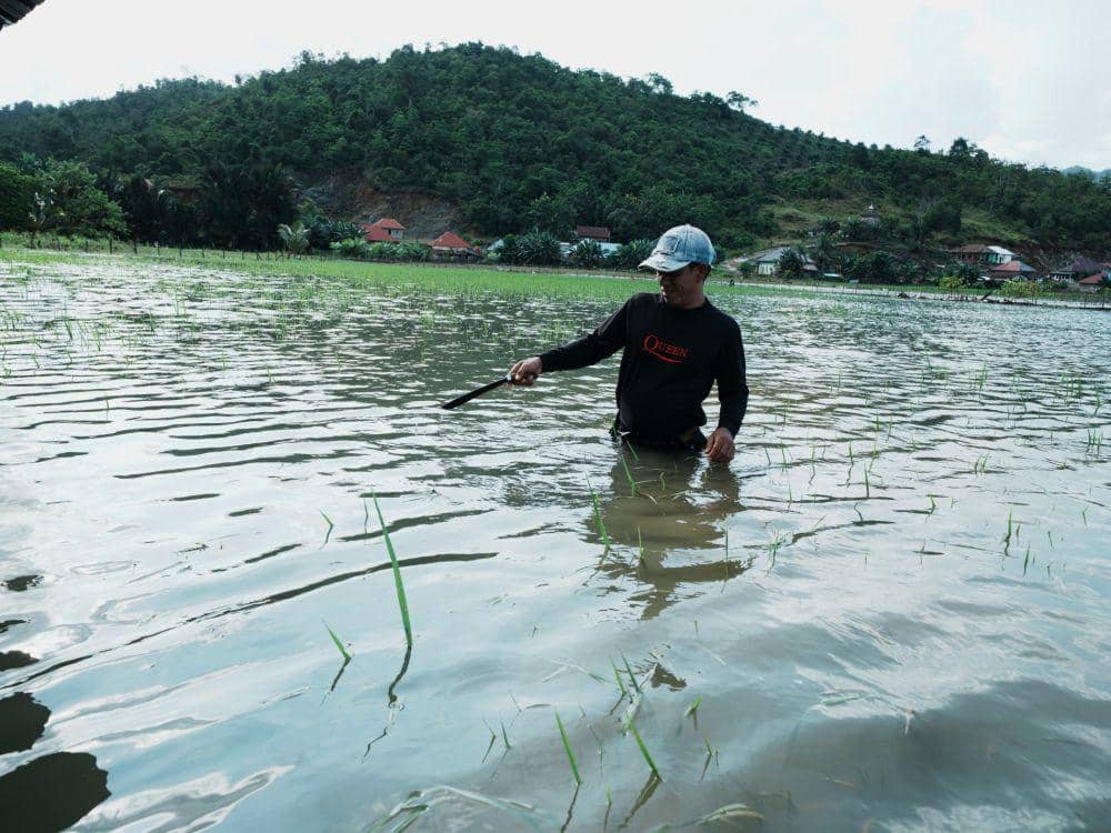 Seorang petani menunjukkan tanaman padinya yang terendam banjir bandang luapan Sungai Lasolo di Kecamatan Asera, Konawe Utara, Sulawesi Tenggara, Minggu (12/5/2024). ANTARA FOTO/Jojon/rwa.