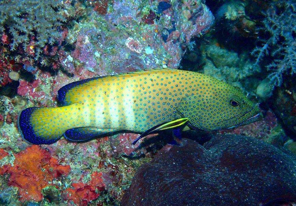 ilustrasi kerapu merak (commons.wikimedia.org/desertnaturalist)