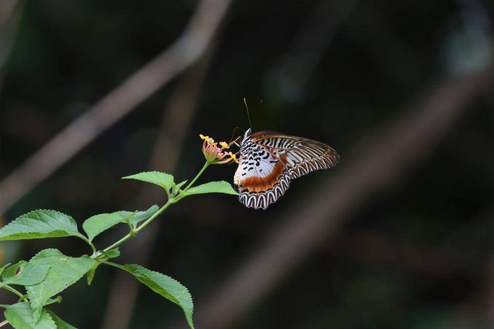 kupu-kupu bidadari (commons.wikimedia.org/Yi-Kai Tea)