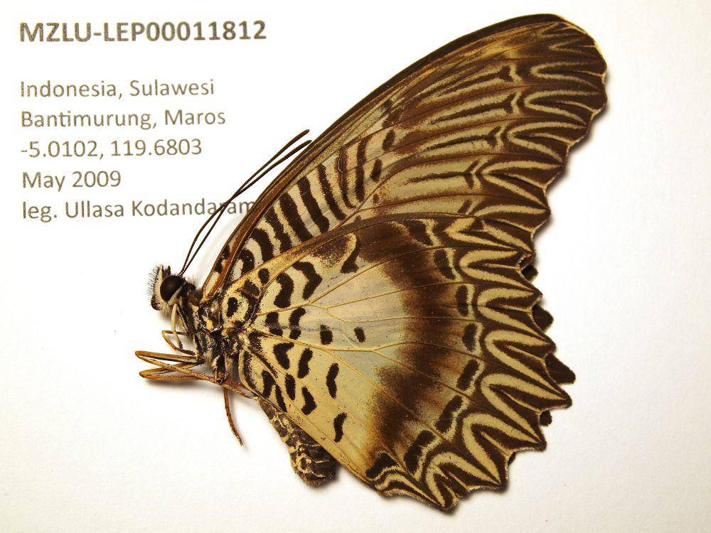 kupu-kupu bidadari (commons.wikimedia.org/NSG group)