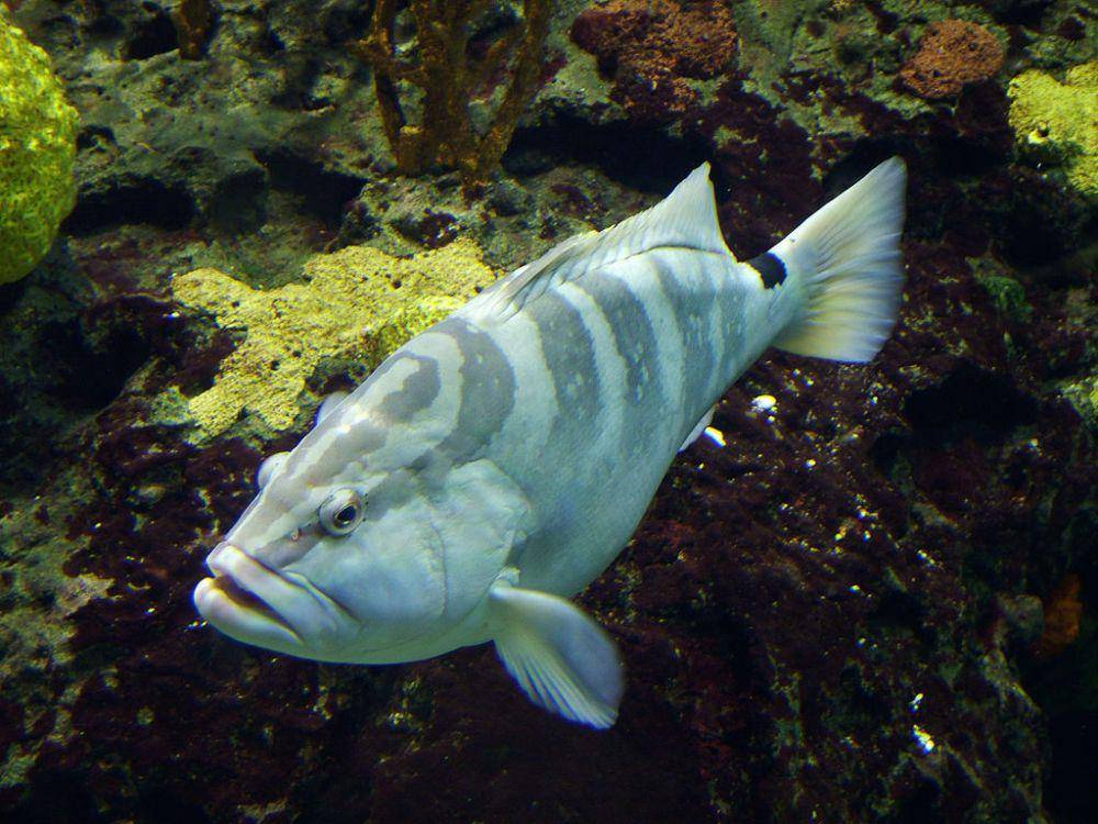 ilustrasi kerapu Nassau (commons.wikimedia.org/Rick Smit)
