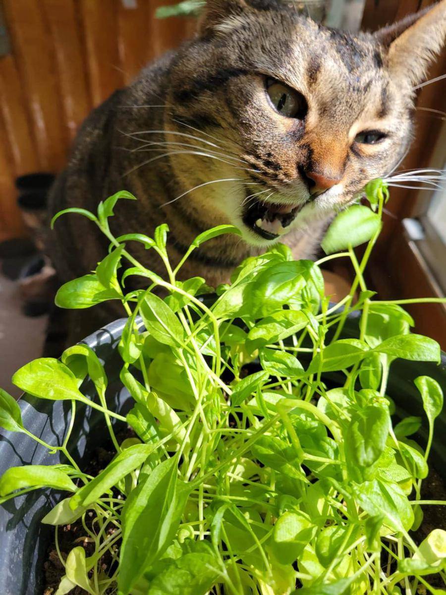potret gemas kucing makan sayuran hijau (reddit.com/user/PoppaBigPockets-)