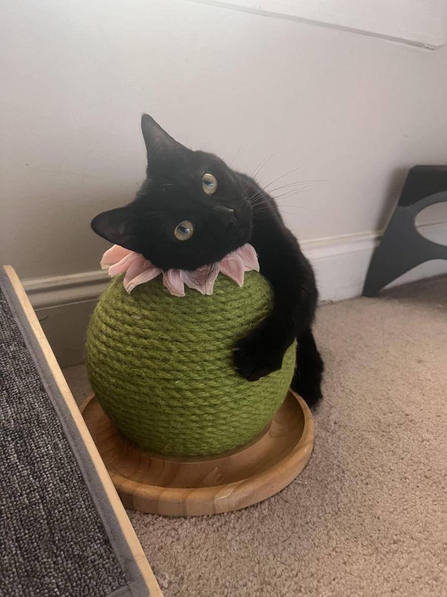 foto lucu kucing dengan kaktus (reddit.com/user/wildriceee)