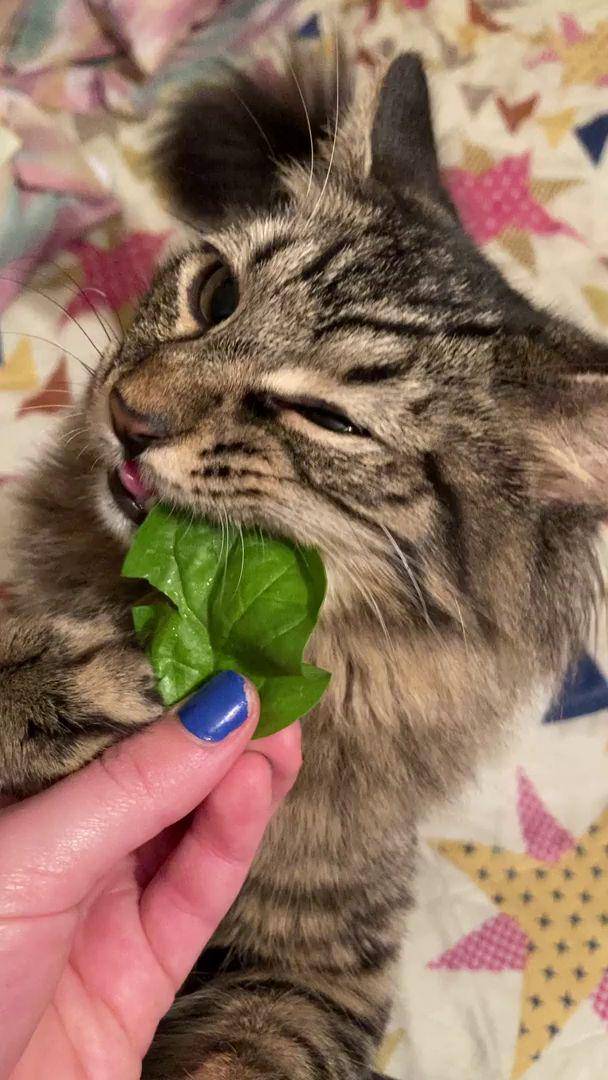 potret gemas kucing makan sayuran hijau (reddit.com/user/CholeChilango)