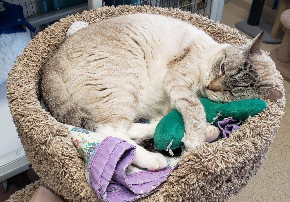 foto lucu kucing dengan kaktus (reddit.com/user/ShelterCatPics)